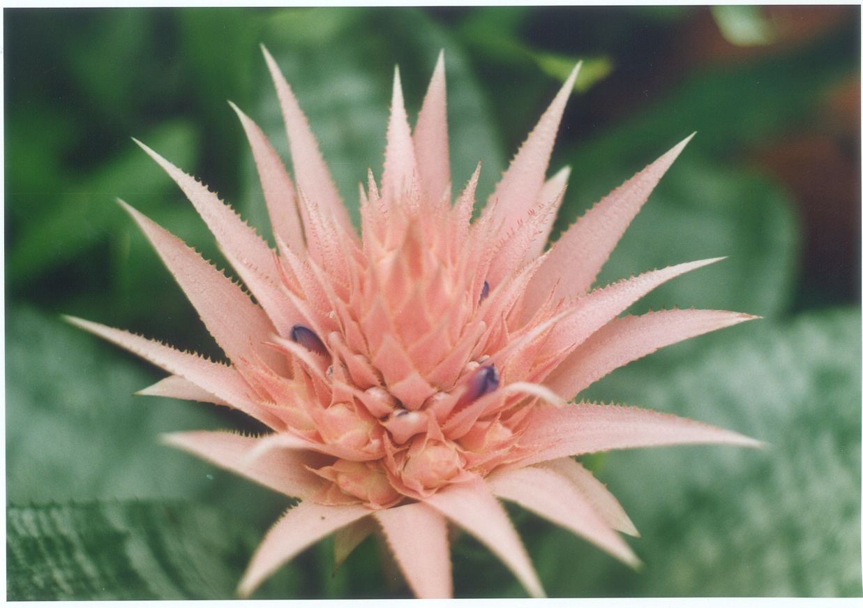 ایکمیا فاسکیاتا